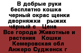 В добрые руки бесплатно,кошка,2.5черный окрас,щенки дворняжки,3 рыжих 1 чёрный,с › Цена ­ - - Все города Животные и растения » Кошки   . Кемеровская обл.,Анжеро-Судженск г.